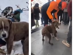 Video: Owner Dies In Himachal Snow, Pet Pitbull Stands Guard For 4 Days
