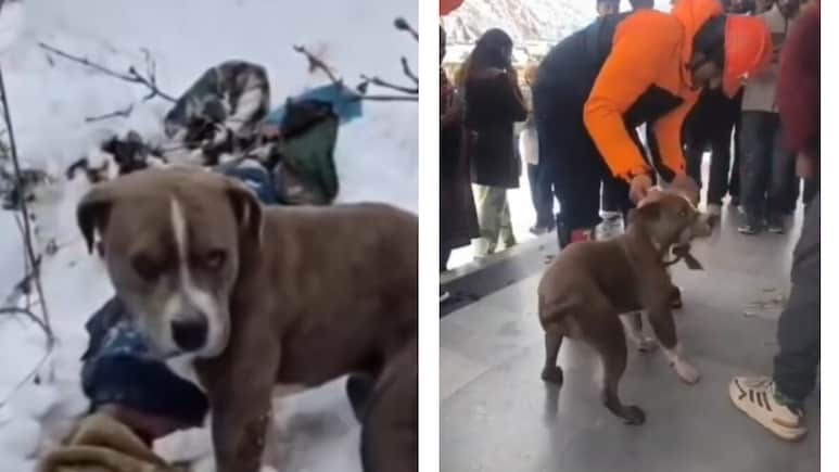 Video: Owner Dies In Himachal Snow, Pet Pitbull Stands Guard For 4 Days