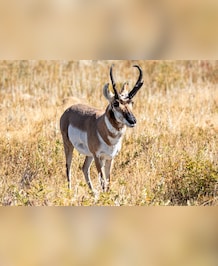 What's The Second Fastest Land Animal