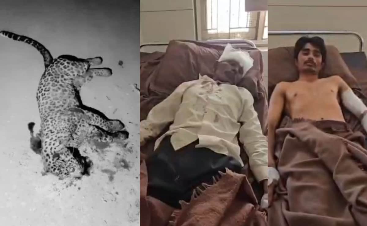 Gujarat Man Kills Leopard to Save Son