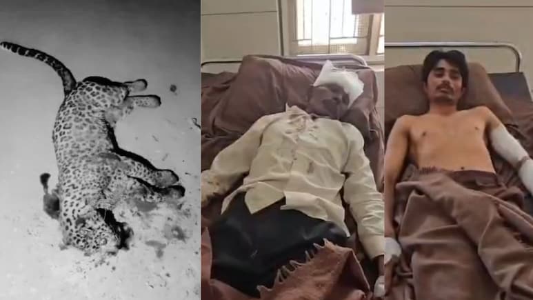 Gujarat Man, 60, Kills Leopard with Sickle And Spear To Save Son