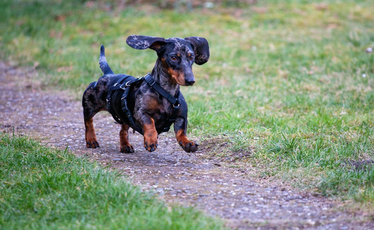 British Woman Stabs Estranged Husband Who Euthanised Her Rescue Dogs