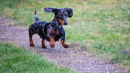British Woman Stabs Estranged Husband Who Euthanised Her Rescue Dogs