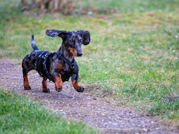 British Woman Stabs Estranged Husband Who Euthanised Her Rescue Dogs