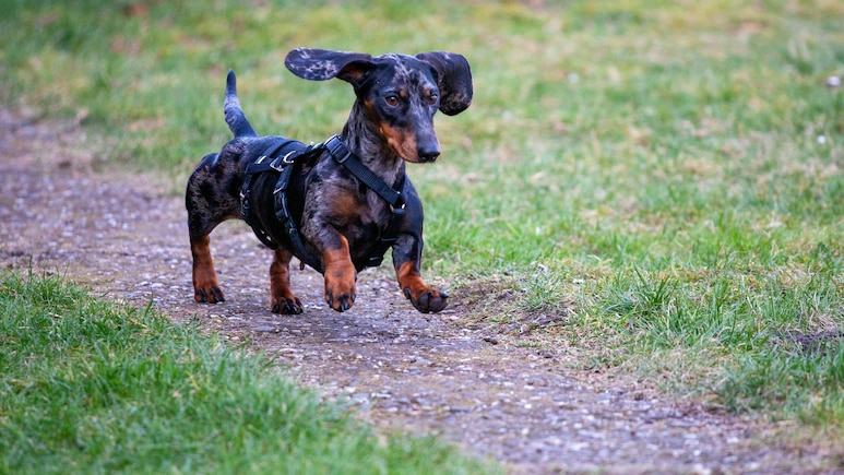 British Woman Stabs Estranged Husband Who Euthanised Her Rescue Dogs