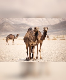 What's Tallest Camel In The World