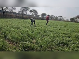 MP Weather: गुना के 15 गांवों में ग&zwj;िरे ओले, मध्&zwj;य प्रदेश में अगले 48 घंटे भारी, IMD ने जारी क&zwj;िया अलर्ट