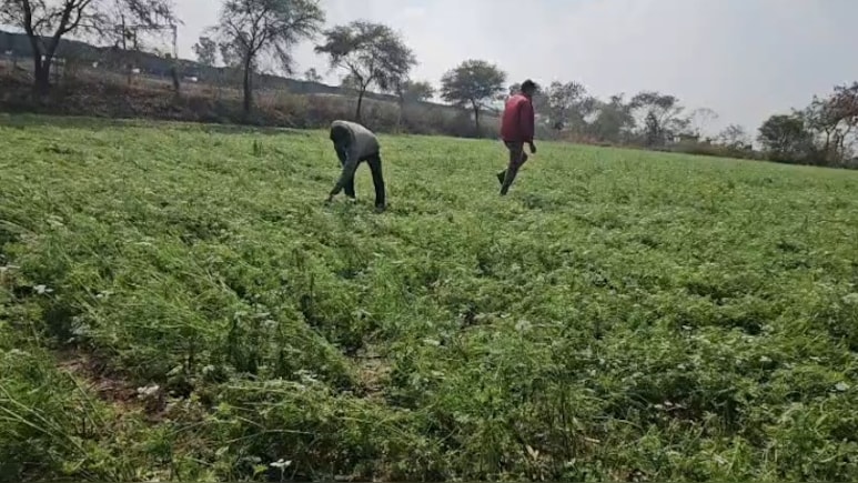 MP Weather: गुना के 15 गांवों में ग&zwj;िरे ओले, मध्&zwj;य प्रदेश में अगले 48 घंटे भारी, IMD ने जारी क&zwj;िया अलर्ट