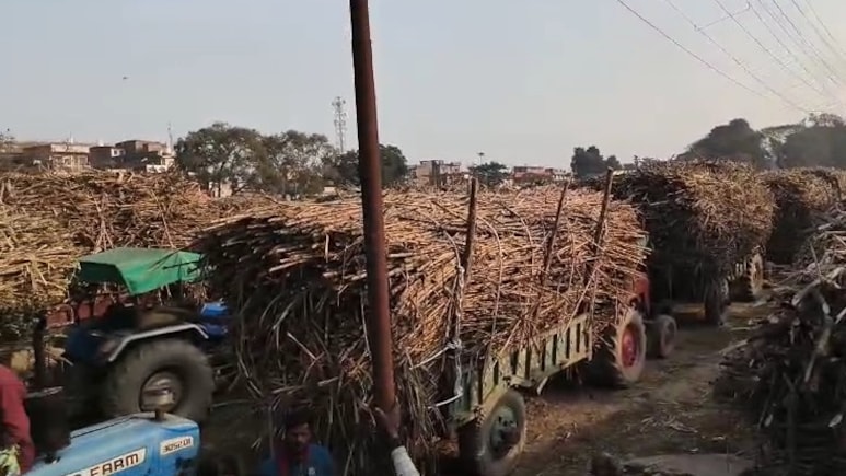 Bihar News: रीगा चीनी मिल खुलते ही उमड़ा किसानों का सैलाब, 5 KM लंबी लाइनें, दो-दो दिन से गन्ना तौल का इंतजार