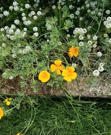 8 Beautiful Winter Flowers For Balcony Garden