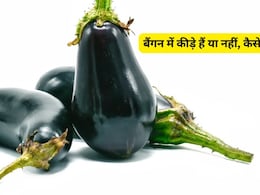 बैंगन में कीड़ा है या नहीं? इन ट्रिक्स की मदद से लगाएं पता