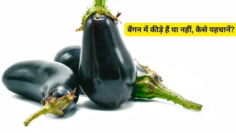 बैंगन में कीड़ा है या नहीं? इन ट्रिक्स की मदद से लगाएं पता
