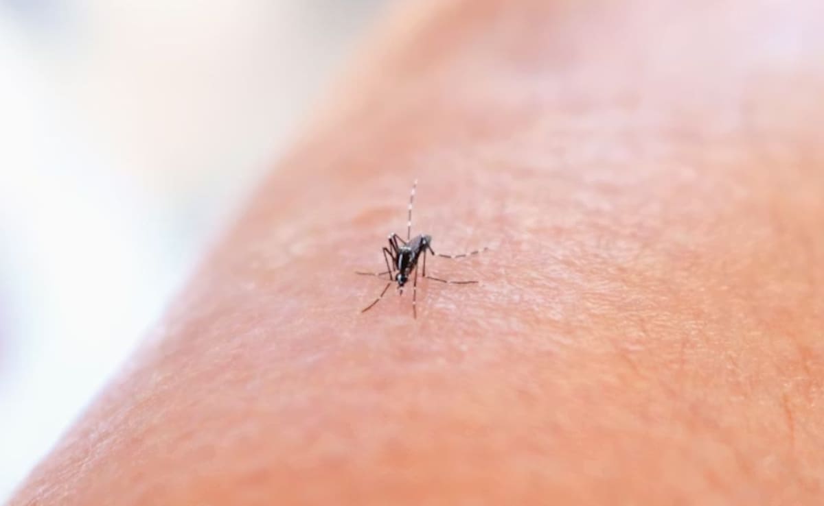 Chikungunya Cases In Tamil Nadu: Symptoms, Cause And Prevention Of The Viral Disease