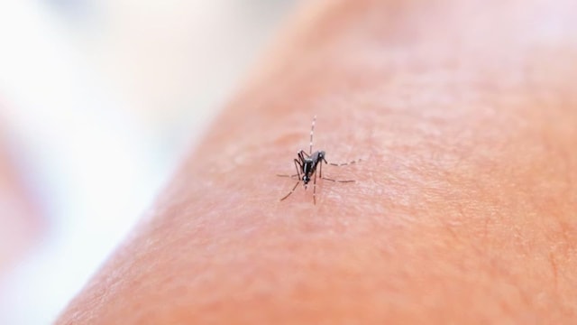 Chikungunya Cases In Tamil Nadu: Symptoms, Cause And Prevention Of The Viral Disease