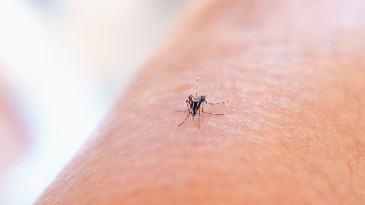 Chikungunya Cases In Tamil Nadu: Symptoms, Cause And Prevention Of The Viral Disease