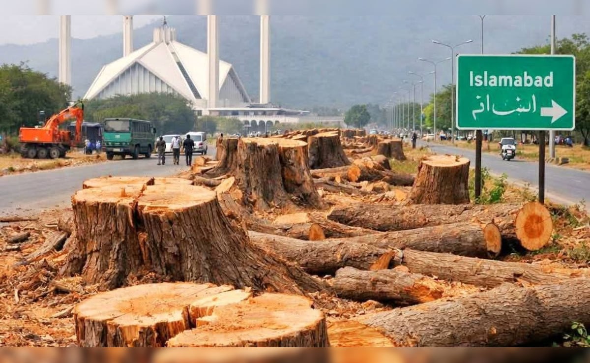 ये सेहत के लिए ठीक नहीं... इस्लामाबाद में 29 हजार पेड़ काटने पर बवाल के बीच सरकार की अजब दलील