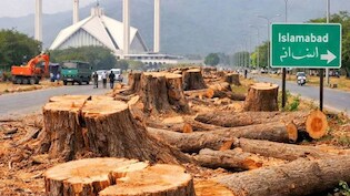 ये सेहत के लिए ठीक नहीं... इस्लामाबाद में 29 हजार पेड़ काटने पर बवाल के बीच सरकार की अजब दलील