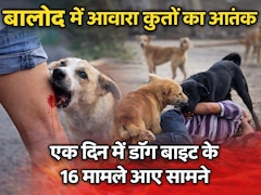 Dog Bite Cases: बालोद में आवारा कुत्तों का आतंक, एक दिन में डॉग बाइट के 16 मामले आए सामने