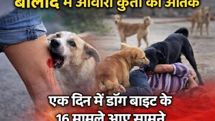 Dog Bite Cases: बालोद में आवारा कुत्तों का आतंक, एक दिन में डॉग बाइट के 16 मामले आए सामने