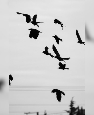 What Is A Group Of Crows Called