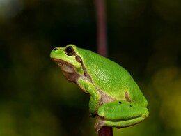 AI-Generated Police Report Claims Officer Transformed Into Frog, Department Issues Clarification