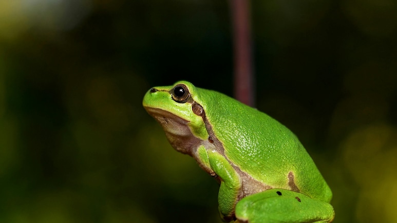 AI-Generated Police Report Claims Officer Transformed Into Frog, Department Issues Clarification