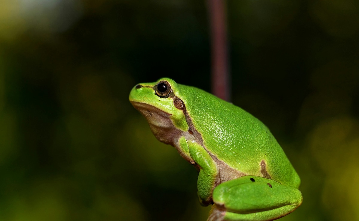 AI Error in Police Report Claims Officer Turned Into Frog; Department Clarifies