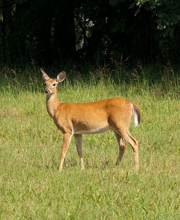 Interesting Facts About Deer Vision