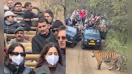परिवार के साथ&nbsp;रणथंभौर में प्रियंका गांधी ने देखी बाघों की&nbsp;अठखेलियां, मीडिया के कैमरों बचतीं नज़र आईं