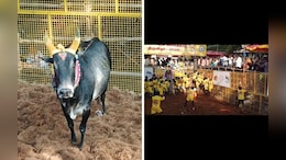 Popular Avaniyapuram Jallikattu Kicks Off, Over 1,000 Bulls Taking Part