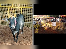 Popular Avaniyapuram Jallikattu Kicks Off, Over 1,000 Bulls Taking Part