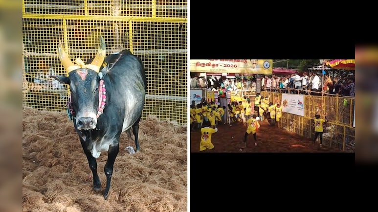 Popular Avaniyapuram Jallikattu Kicks Off, Over 1,000 Bulls Taking Part