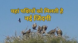बीकानेर के इस जगह पर मिलती है परिंदों को नई जिंदगी, लुप्त होते पक्षी खुद को महसूस करते हैं सुरक्षित