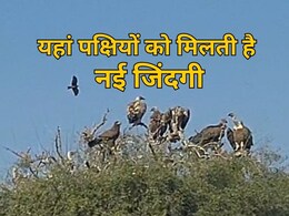 बीकानेर के इस जगह पर मिलती है परिंदों को नई जिंदगी, लुप्त होते पक्षी खुद को महसूस करते हैं सुरक्षित