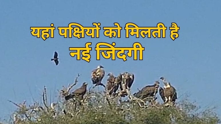 बीकानेर के इस जगह पर मिलती है परिंदों को नई जिंदगी, लुप्त होते पक्षी खुद को महसूस करते हैं सुरक्षित