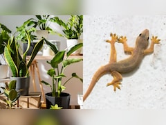 बिना किसी जहरीले स्प्रे और केमिकल के घर से भगाएं छिपकलियां, बस नर्सरी से ले आएं ये 4 पौधे, फिर कभी नहीं दिखेंगे ये बिन बुलाए मेहमान