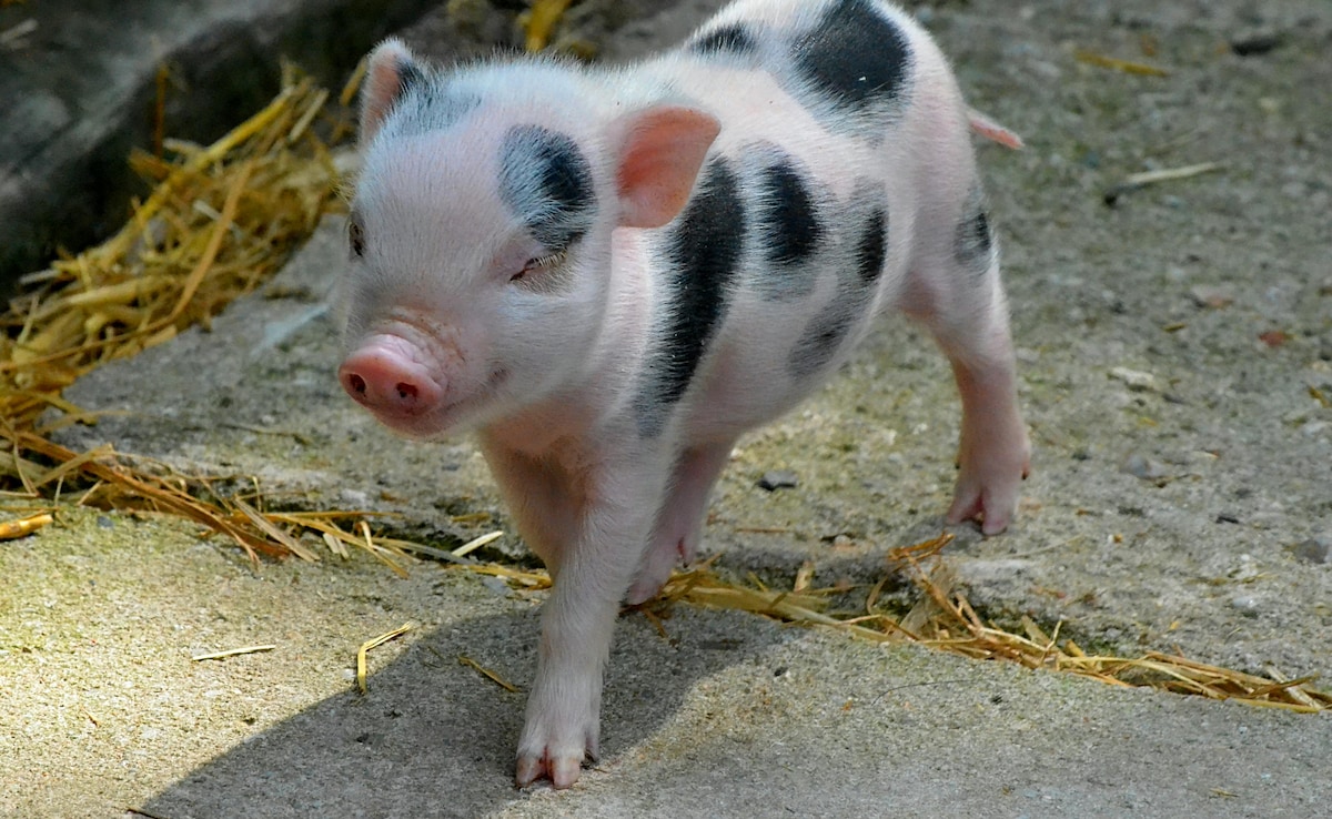 Chinese Woman's Pig-Slaughter Request Goes Viral, Draws Over 1,000 Volunteers For Festive Feast