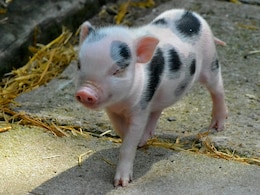 Chinese Woman's Pig-Slaughter Request Goes Viral, Draws Over 1,000 Volunteers For Festive Feast