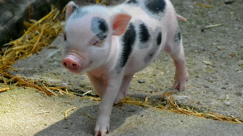 Chinese Woman's Pig-Slaughter Request Goes Viral, Draws Over 1,000 Volunteers For Festive Feast