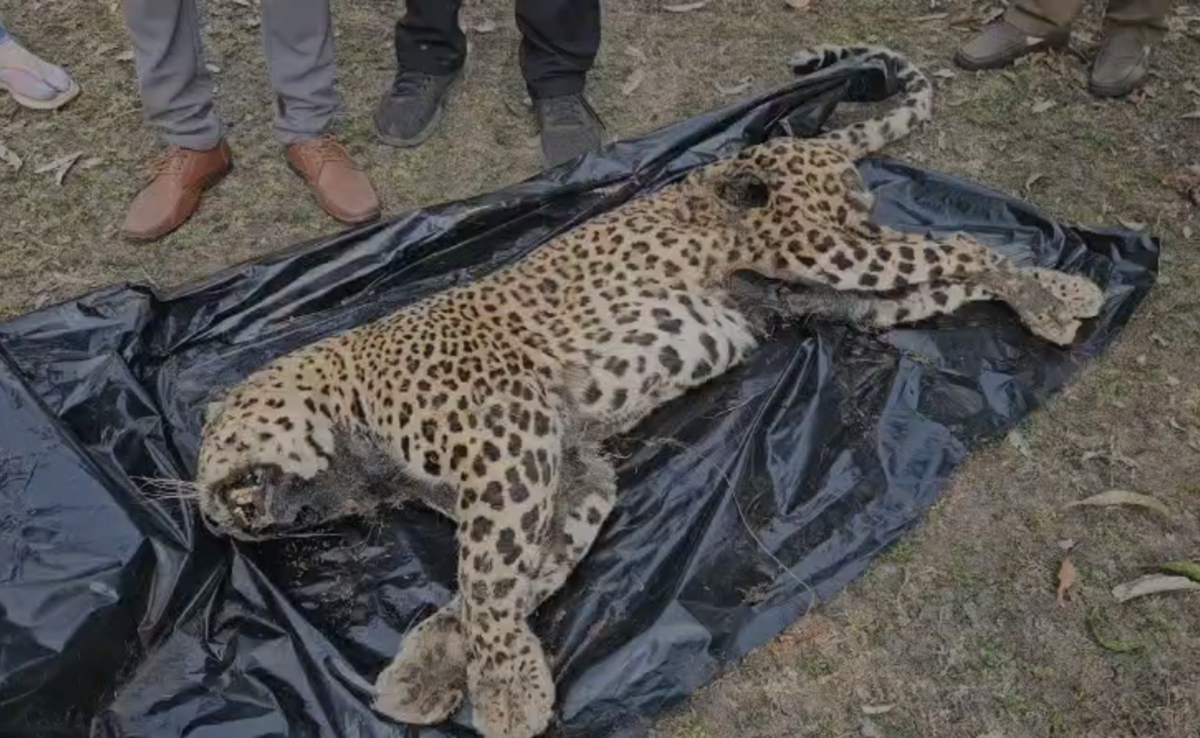 MP के कान्हा नेशनल पार्क में फिर मृत मिला तेंदुआ; एक्सपर्ट्स ने बताया इस वजह से हो सकती है मौत