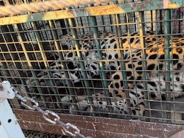 बालोतरा में लेपर्ड की दहशत, वन विभाग ने 35 किलोमीटर पीछा कर किया सफल रेस्क्यू