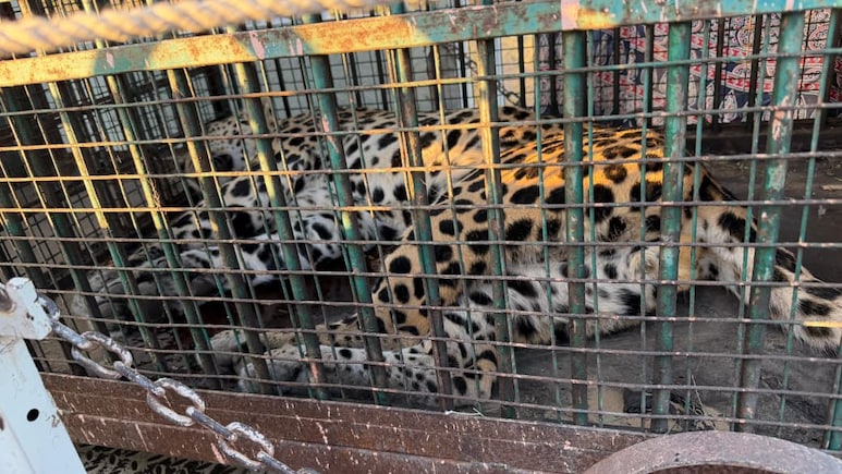 बालोतरा में लेपर्ड की दहशत, वन विभाग ने 35 किलोमीटर पीछा कर किया सफल रेस्क्यू