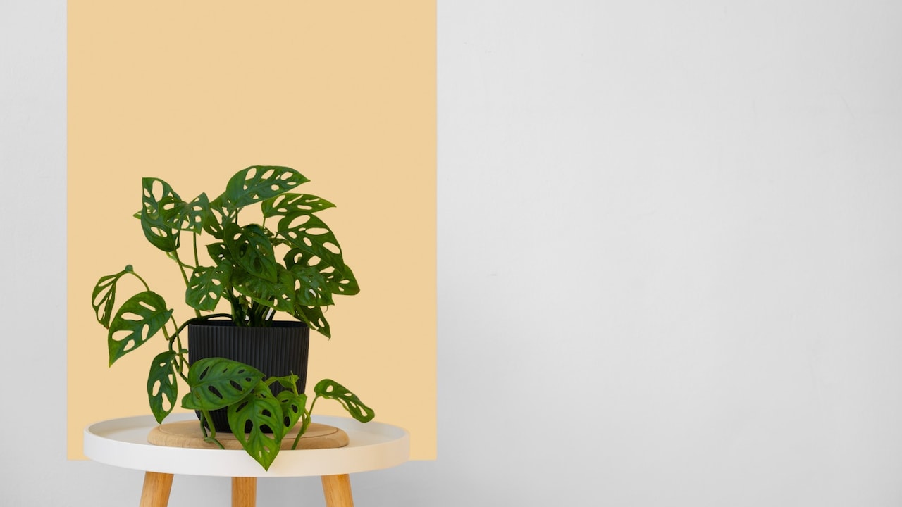 Gift your loved ones Happy New Year greetings paired with indoor plants for a fresh and green 2026