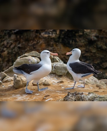 This Bird Travels 1,600 Miles From Its Nest
