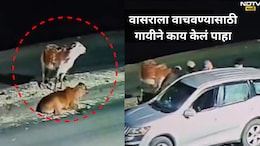 Emotional Video: आई ती आईच असते..वासराची चोरी थांबवण्यासाठी गायीने गो तस्करांना घेरलं, शेवटी नको तेच घडलं