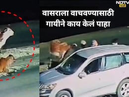 Emotional Video: आई ती आईच असते..वासराची चोरी थांबवण्यासाठी गायीने गो तस्करांना घेरलं, शेवटी नको तेच घडलं