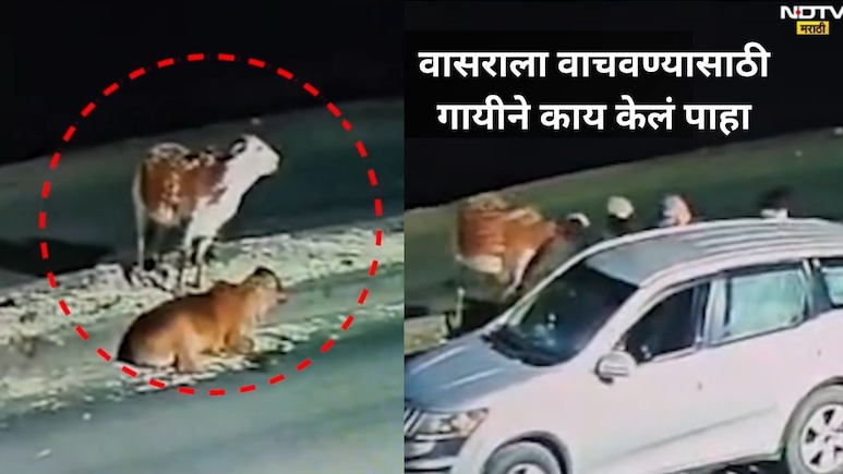 Emotional Video: आई ती आईच असते..वासराची चोरी थांबवण्यासाठी गायीने गो तस्करांना घेरलं, शेवटी नको तेच घडलं