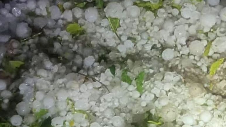 Rajasthan weather: राजस्थान में ओलों से बढ़ी गलन के बीच कोहरे का येलो अलर्ट, 48 घंटे बाद फिर 20 जिलों में बरसेंगे बादल