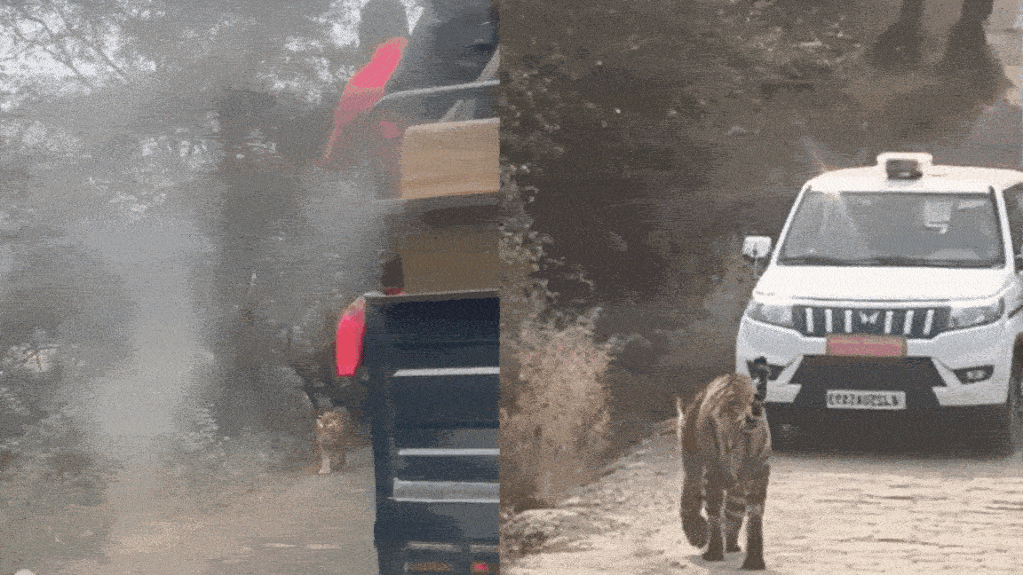 &nbsp;रणथंभौर में&nbsp;त्रिनेत्र गणेश मार्ग पर बाघिन सुल्ताना की दहशत, चहलक़दमी से श्रद्धालुओं की आवाजाही प्रभावित