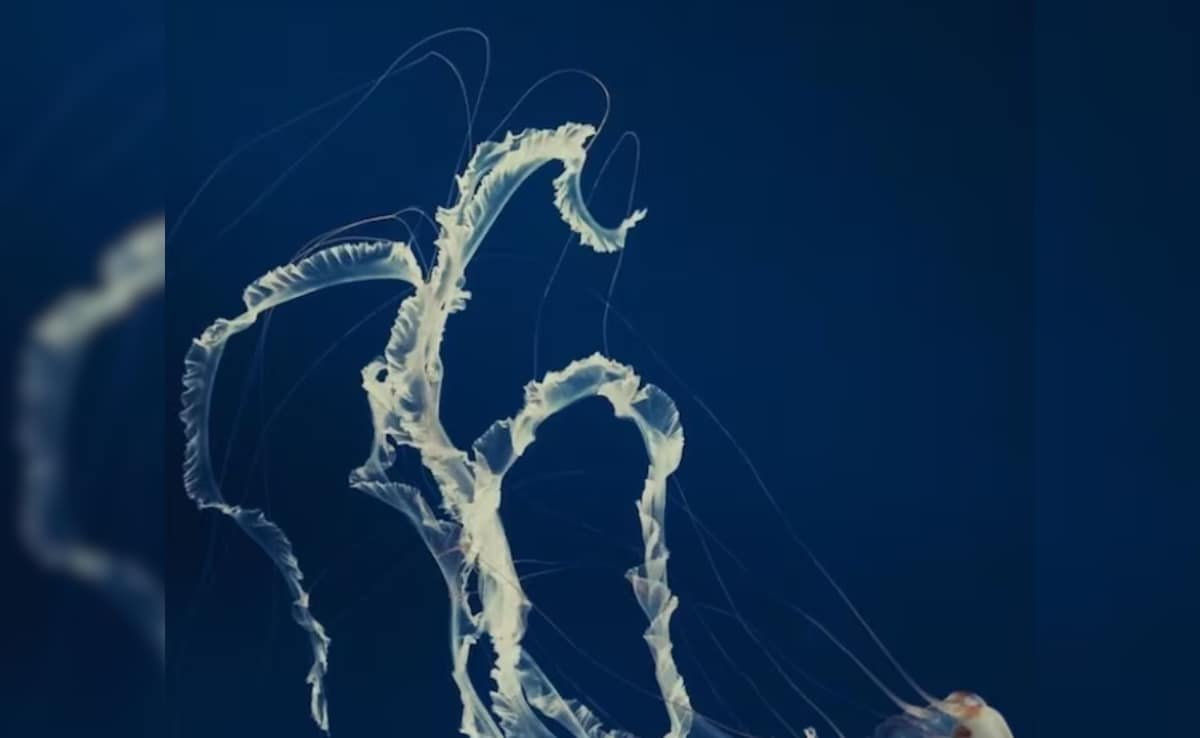 Latest and Breaking News on NDTV